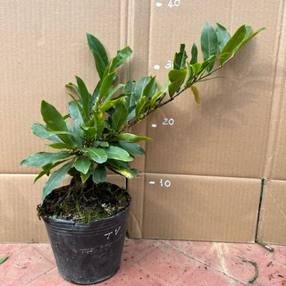   1 cây  Cây mai Tiên Vua -  đảm bảo mặt hoa  hàng sưu tầm bonsai gốc ghép đẹp 