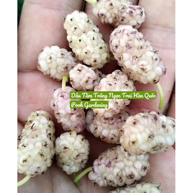 Tree Dâu trắng Hàn Quốc