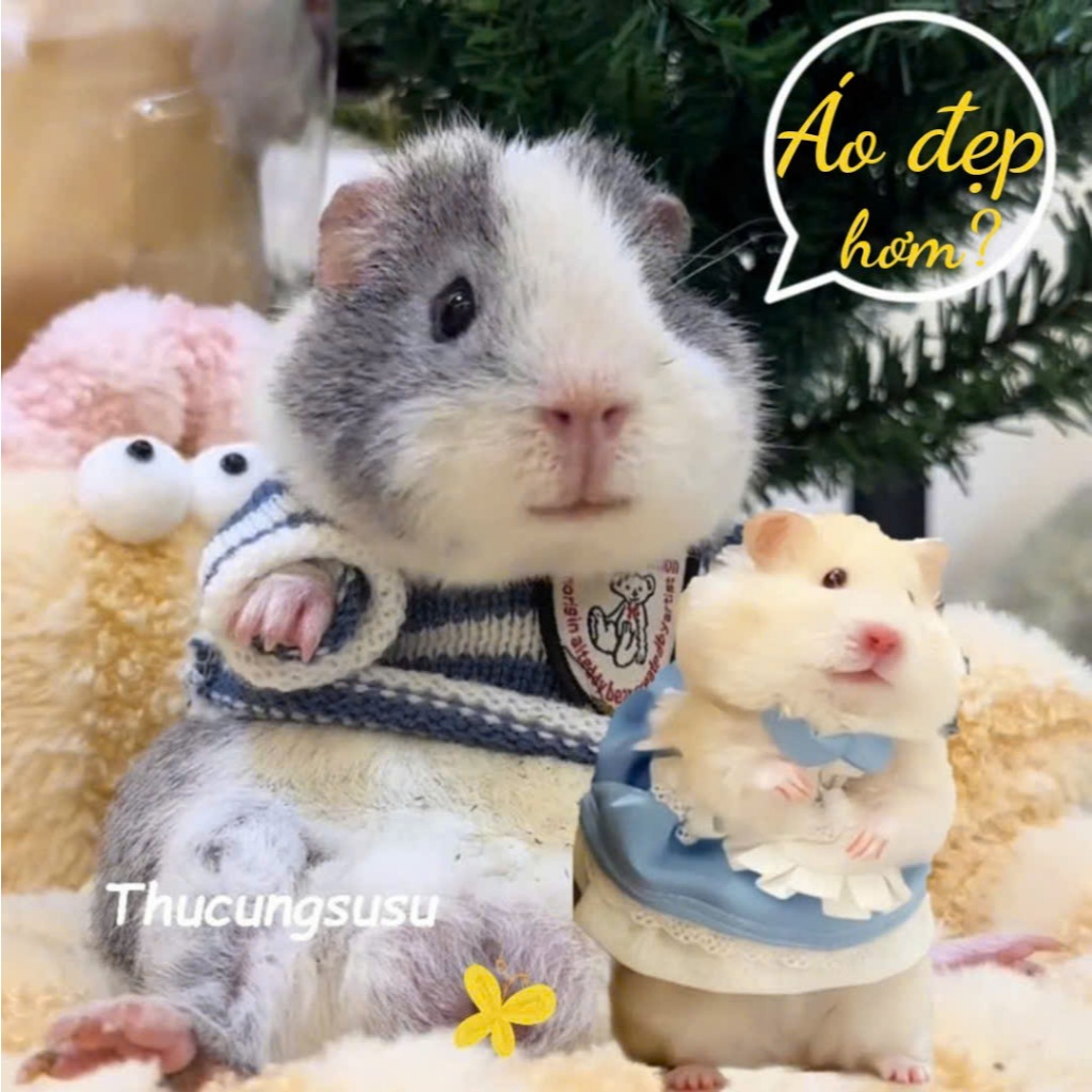 Áo đẹp cho Hamster, Chuột lang, Bọ Ú, Bọ