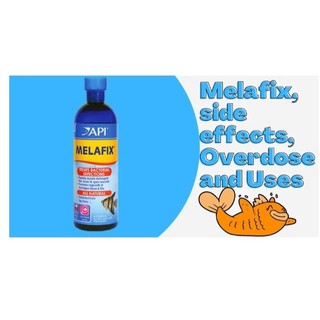 API MELAFIX & PIMAFIX - Dung Dịch Kháng Khuẩn & Trừ nấm Cao Cấp tự nhiên cho cá cảnh