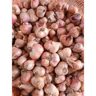 Hành ta khô Kinh Môn Hải Dương đã chọn lọc