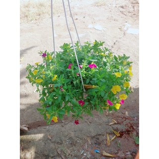 Chậu Hoa Triệu Chuông