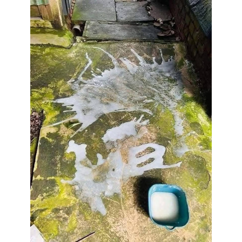 Bột Diệt Rong Rêu