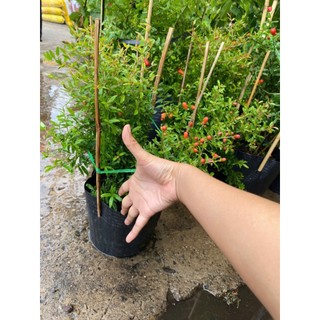 cây lựu thái đang có hoa cao 40-50cm