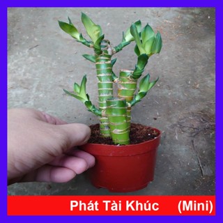 Chậu Cây Phát Tài Khúc ( cây phát lộc ) - cây cảnh trong nhà - cây phong thủy mang lại may mắn