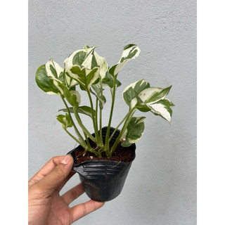 cây trầu bà lá xanh, trầu bà sữa