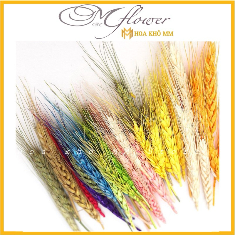 Đầu hoa lúa mạch khô deco trang trí , Hoa lúa mạch trang trí nến thơm set quà