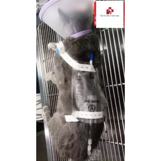 TÚI ĐỰNG NƯỚC TIỂU CHO MÈO