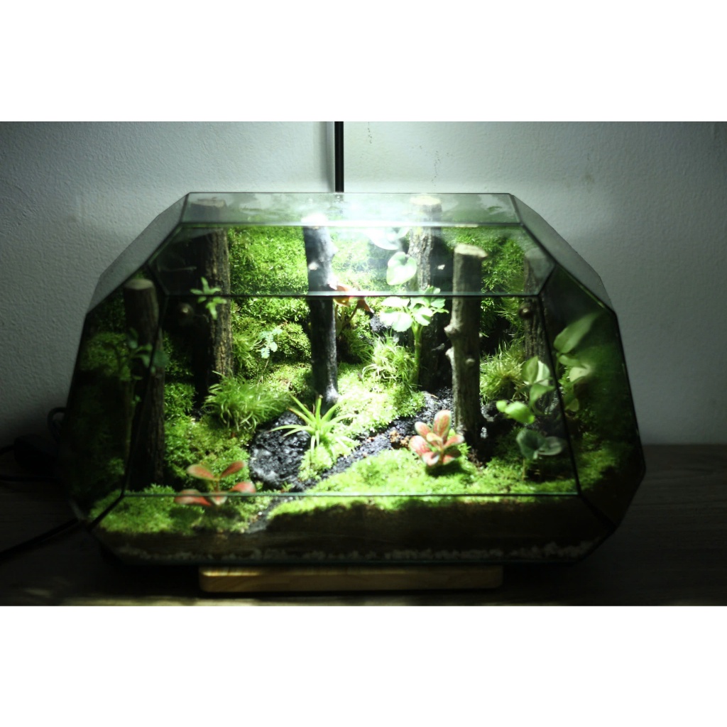 Bể Terrarium Lost In Deep Forest bus 33