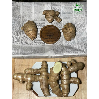 NGHỆ TRẮNG ( NGHỆ ĐỘC THÂN )