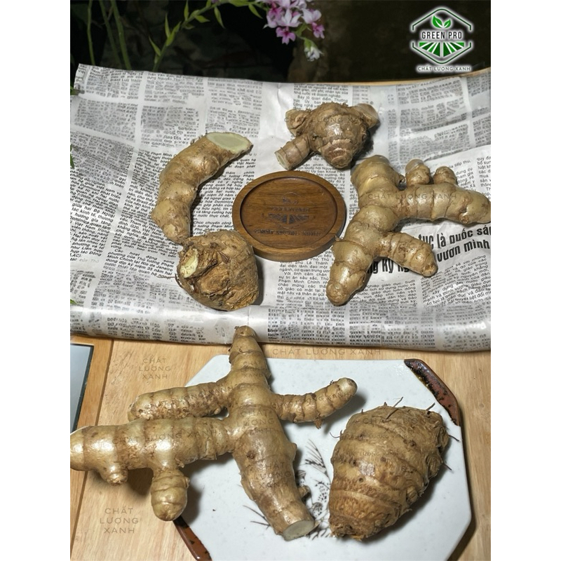 NGHỆ TRẮNG ( NGHỆ ĐỘC THÂN )
