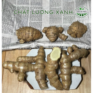 NGHỆ TRẮNG ( NGHỆ ĐỘC THÂN )