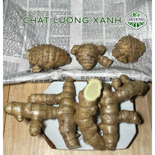 CÂY GIỐNG NGHỆ TRẮNG (Nghệ độc thân, ngải trắng…)
