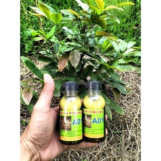2 chai kích rễ mai vàng A01 ( MIỄN PHÍ SHIP )