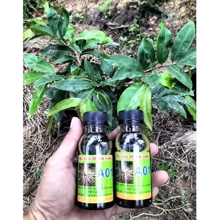 2 chai kích rễ mai vàng A01 ( MIỄN PHÍ SHIP )