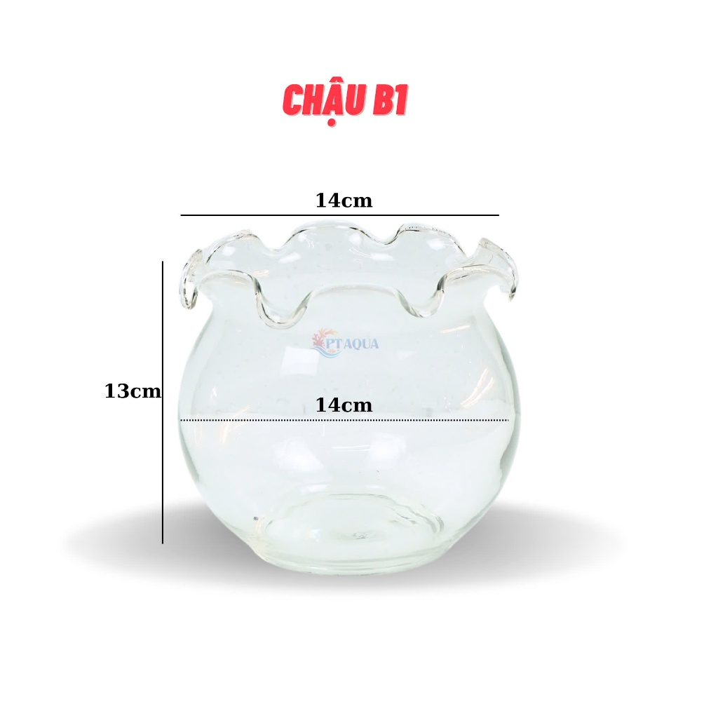 Chậu thủy tinh mini nuôi cá, bể cá mini để bàn