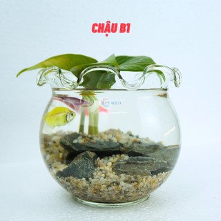 Chậu thủy tinh mini nuôi cá, bể cá mini để bàn