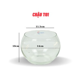 Chậu thủy tinh mini nuôi cá, bể cá mini để bàn
