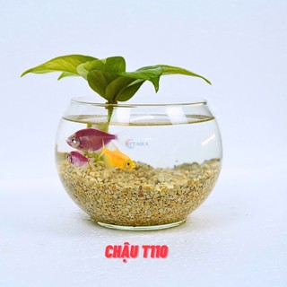 Chậu thủy tinh mini nuôi cá, bể cá mini để bàn