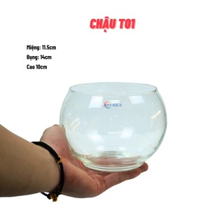 Chậu thủy tinh mini nuôi cá, bể cá mini để bàn