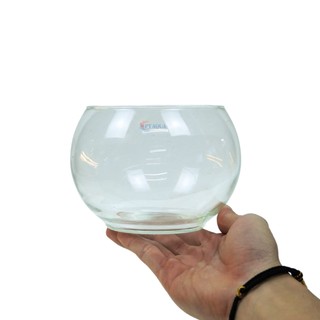 Chậu thủy tinh mini nuôi cá, bể cá mini để bàn