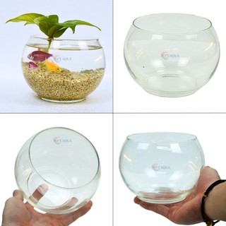 Chậu thủy tinh mini nuôi cá, bể cá mini để bàn