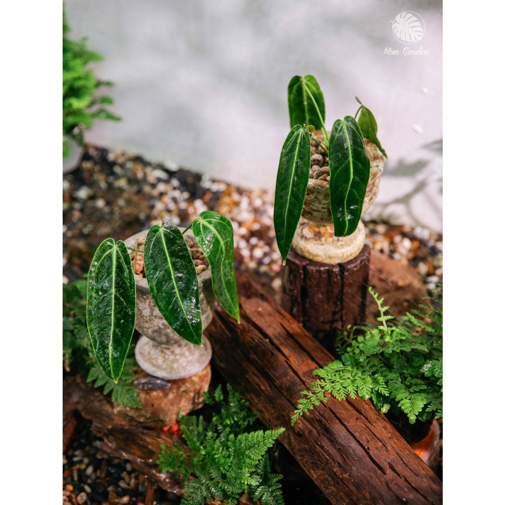 Anthurium Queen (hỏa tốc)