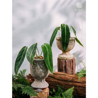 Anthurium Queen (hỏa tốc)