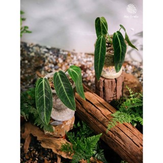 Anthurium Queen (hỏa tốc)