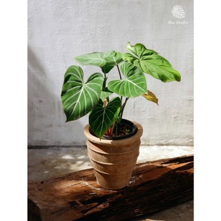 Philodendron Gloriosum (hỏa tốc)