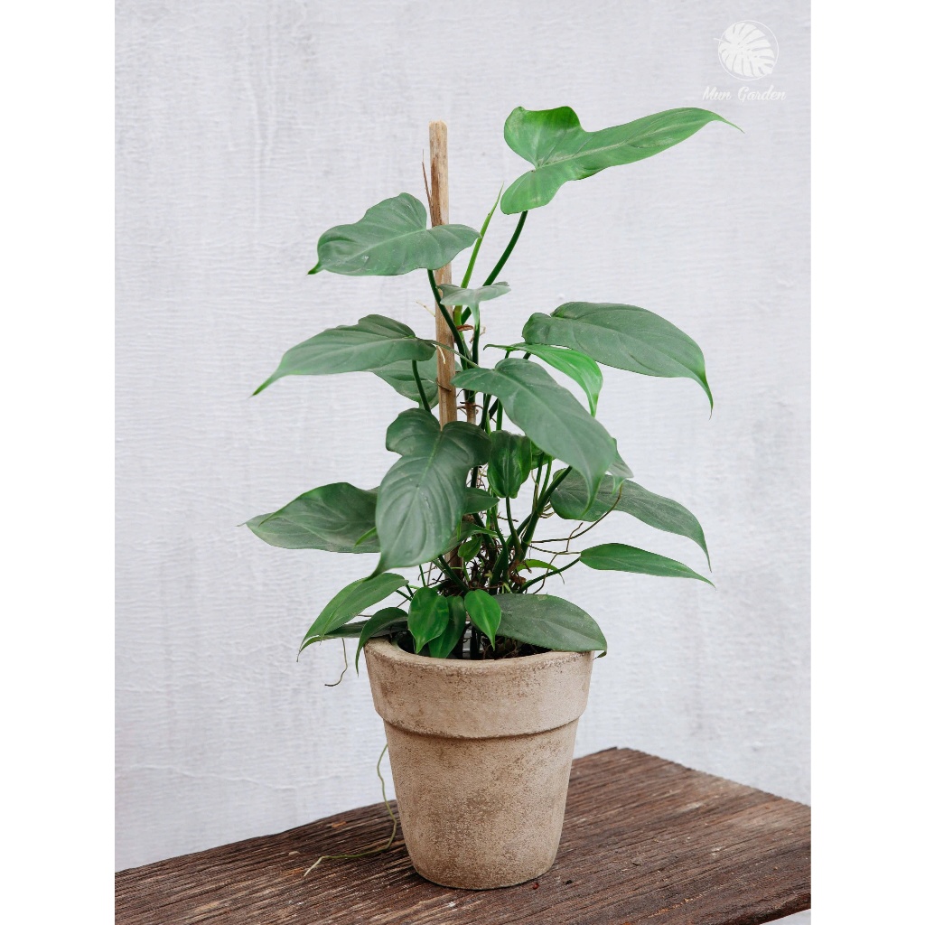 Philodendron Violin (hỏa tốc)