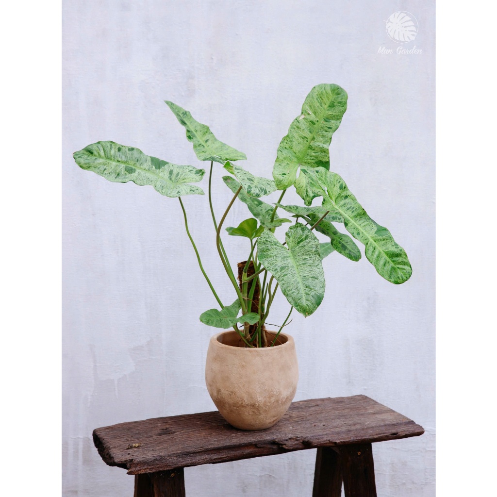 Philodendron Paraiso Verde | Trầu Bà Paraiso (hỏa tốc)