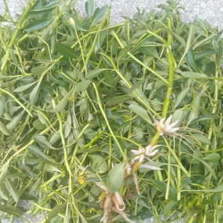 1kg Rau Dừa Nước tươi.hàng sạch 100%