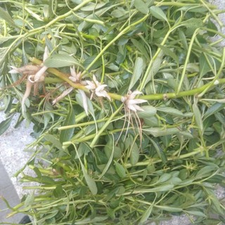 1kg Rau Dừa Nước tươi.hàng sạch 100%