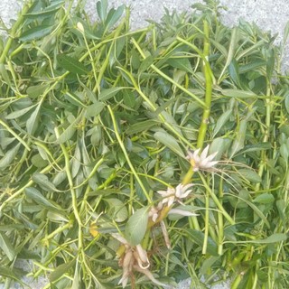 1kg Rau Dừa Nước tươi.hàng sạch 100%
