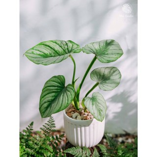 Philodendron Mamei | Trầu Bà Mây Bạc (hỏa tốc)