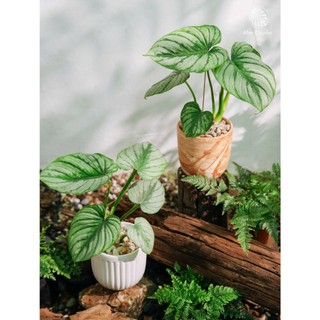 Philodendron Mamei | Trầu Bà Mây Bạc (hỏa tốc)