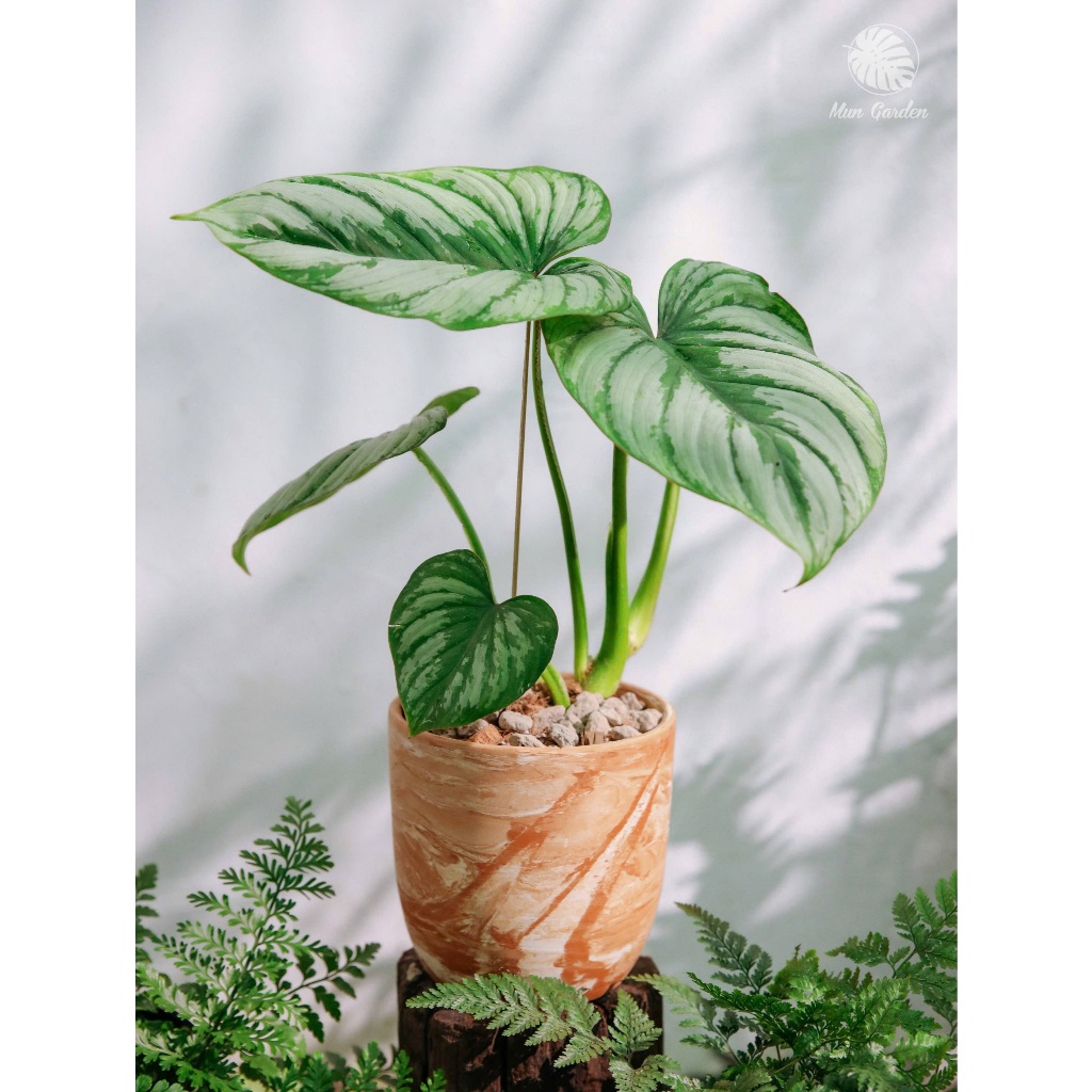 Philodendron Mamei | Trầu Bà Mây Bạc (hỏa tốc)