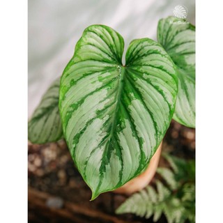 Philodendron Mamei | Trầu Bà Mây Bạc (hỏa tốc)