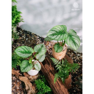 Philodendron Mamei | Trầu Bà Mây Bạc (hỏa tốc)