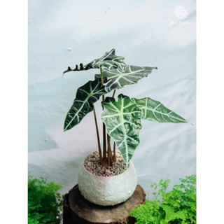Alocasia Amazonica | Môn Polly (hỏa tốc)