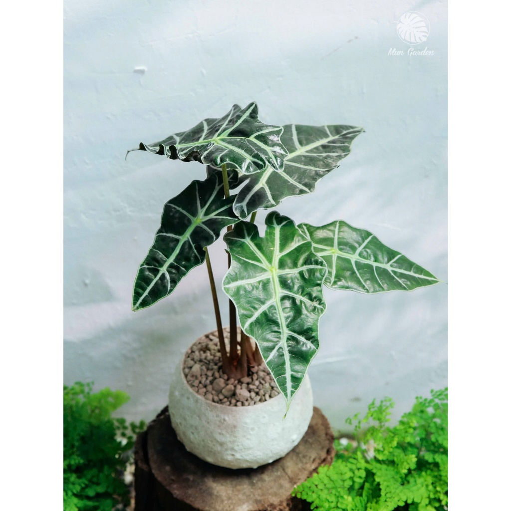 Alocasia Amazonica | Môn Polly (hỏa tốc)