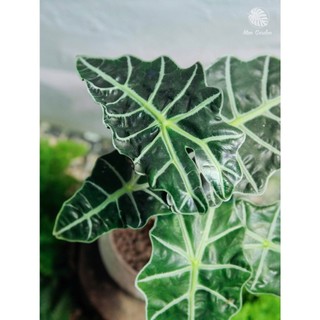 Alocasia Amazonica | Môn Polly (hỏa tốc)