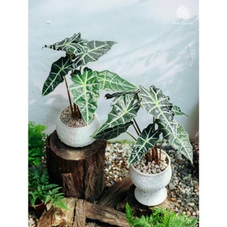 Alocasia Amazonica | Môn Polly (hỏa tốc)