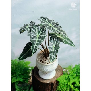 Alocasia Amazonica | Môn Polly (hỏa tốc)