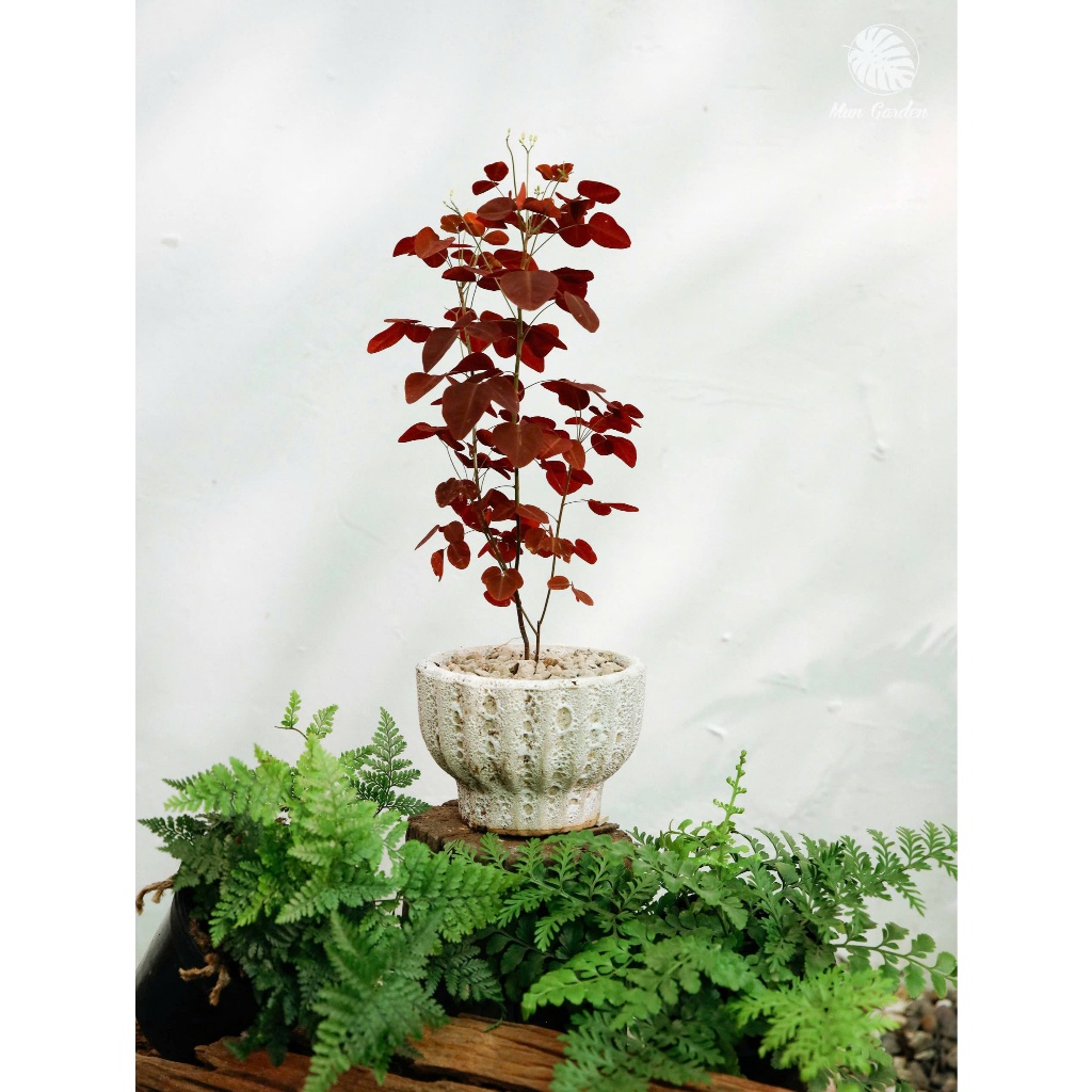 Oxalis Hedysaroides (hỏa tốc)