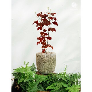 Oxalis Hedysaroides (hỏa tốc)