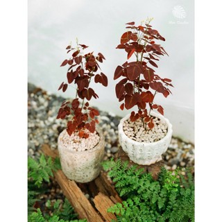 Oxalis Hedysaroides (hỏa tốc)
