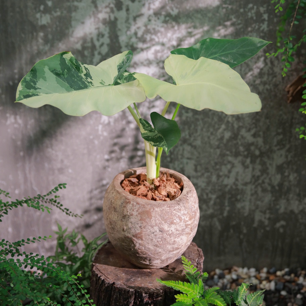 Alocasia Macrorrhiza Variegata | Ráy Trắng Var (hỏa tốc)