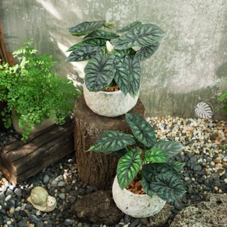 Alocasia Dragon Scale | Môn Rồng Xanh (hỏa tốc)
